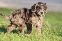Pay Day, a male Miniature Aussiedoodle for sale in Grand Rapids, MI – 3 of 5