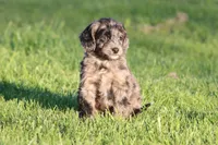 Pay Day, a male Miniature Aussiedoodle for sale in Grand Rapids, MI – 2 of 5