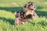 Pay Day, a male Miniature Aussiedoodle for sale in Grand Rapids, MI – 5 of 5