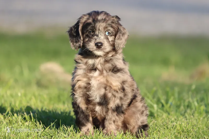 Pay Day – Miniature Aussiedoodle puppy for sale in Grand Rapids, MI