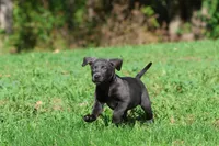 Silver Dollar AKC , a female Labrador Retriever for sale in Grand Rapids, MI – 2 of 7
