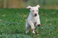 Banana Cream Pie AKC, a female Labrador Retriever for sale in Grand Rapids, MI – 4 of 7