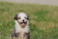 Blueberry , a male Aussiedoodle and Bernedoodle for sale in Grand Rapids, MI – 3 of 3