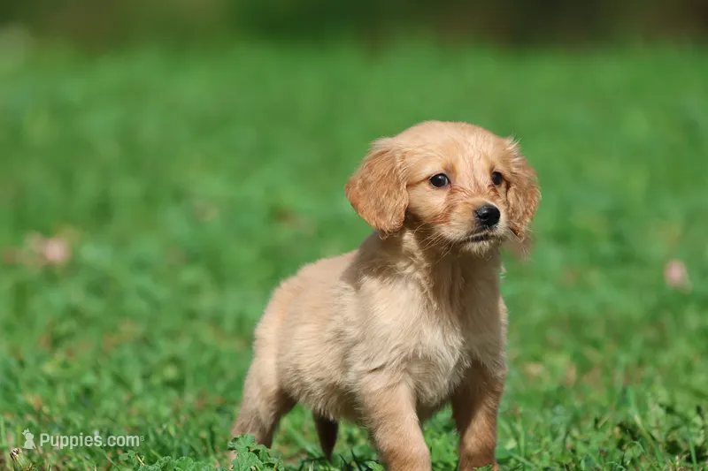Cheerios AKC  – Golden Retriever puppy for sale in Grand Rapids, MI