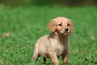 Cheerios AKC , a female Golden Retriever for sale in Grand Rapids, MI – 1 of 5