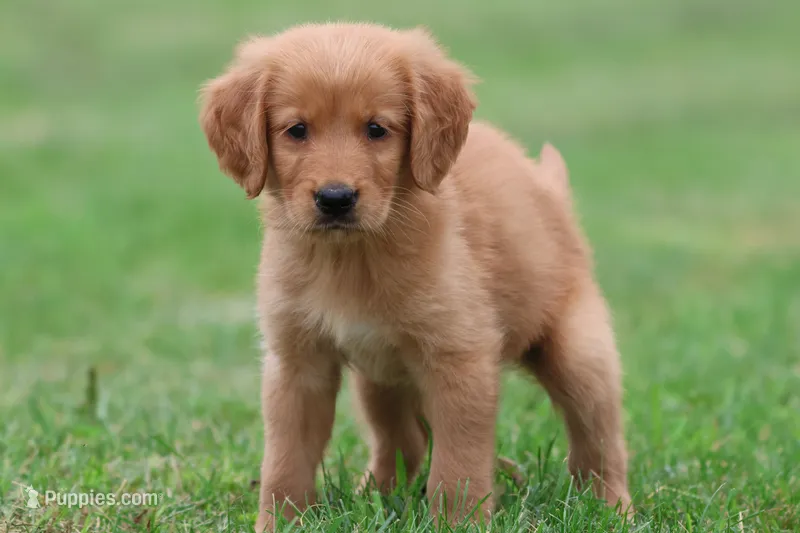 Richie AKC  – Golden Retriever puppy for sale in Grand Rapids, MI