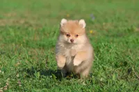 Sir Fox AKC, a male Pomeranian for sale in Grand Rapids, MI – 4 of 6