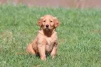 Orange Pop AKC , a male Golden Retriever for sale in Grand Rapids, MI – Photo 5 of 6