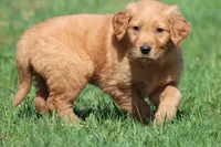Orange Pop AKC , a male Golden Retriever for sale in Grand Rapids, MI – Photo 2 of 6