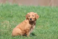 Orange Pop AKC , a male Golden Retriever for sale in Grand Rapids, MI – Photo 3 of 6