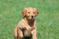 Orange Pop AKC , a male Golden Retriever for sale in Grand Rapids, MI – Photo 6 of 6