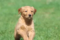 Orange Pop AKC , a male Golden Retriever for sale in Grand Rapids, MI – Photo 4 of 6