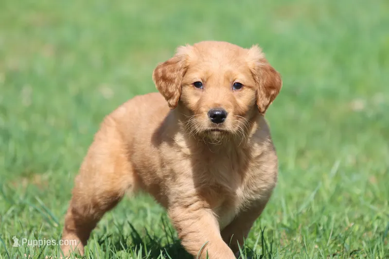 Orange Pop AKC  – Golden Retriever puppy for sale in Grand Rapids, MI