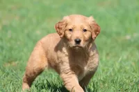Orange Pop AKC , a male Golden Retriever for sale in Grand Rapids, MI – Photo 1 of 6