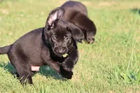 Knight AKC , a male Labrador Retriever for sale in Grand Rapids, MI – 2 of 5