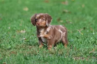 Oscar , a male Dachshund and Miniature Dachshund for sale in Grand Rapids, MI – 3 of 7