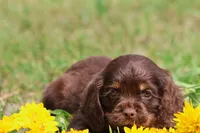Willy Wonka, a male Cocker Spaniel and Cavalier King Charles Spaniel for sale in Grand Rapids, MI – 4 of 4
