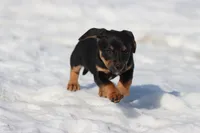 Bullet Bill , a male Miniature Dachshund for sale in Grand Rapids, MI – Photo 1 of 5
