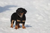 Bullet Bill , a male Miniature Dachshund for sale in Grand Rapids, MI – Photo 5 of 5
