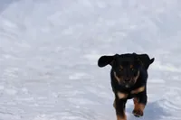 Bullet Bill , a male Miniature Dachshund for sale in Grand Rapids, MI – Photo 3 of 5