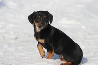 Bullet Bill , a male Miniature Dachshund for sale in Grand Rapids, MI – Photo 4 of 5