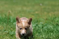Spartan, a male Pembroke Welsh Corgi for sale in Grand Rapids, MI – 1 of 4