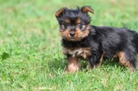 Mr York, a male Yorkshire Terrier for sale in Grand Rapids, MI – 3 of 5