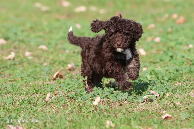 Dark Chocolate  – Miniature Bernedoodle puppy for sale in Grand Rapids, MI