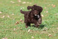 Dark Chocolate , a male Miniature Bernedoodle for sale in Grand Rapids, MI – 1 of 5
