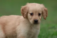 Buttermilk AKC , a female Golden Retriever for sale in Grand Rapids, MI – 2 of 7