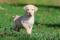 Butter AKC, a male Labrador Retriever for sale in Grand Rapids, MI – 4 of 6