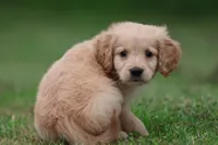 Oliver AKC, a male Golden Retriever for sale in Grand Rapids, MI – 4 of 5