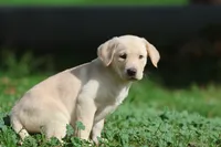 Banana Cream Pie AKC, a female Labrador Retriever for sale in Grand Rapids, MI – 3 of 7