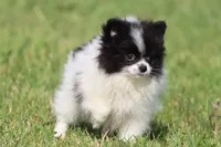 Cookies n cream, a female Pomeranian for sale in Grand Rapids, MI – 4 of 5