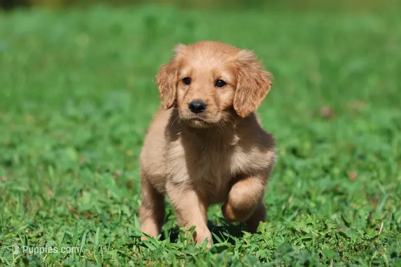 Bear AKC  – Golden Retriever puppy for sale in Grand Rapids, MI