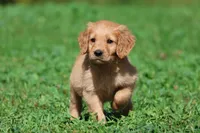 Bear AKC , a male Golden Retriever for sale in Grand Rapids, MI – 1 of 6