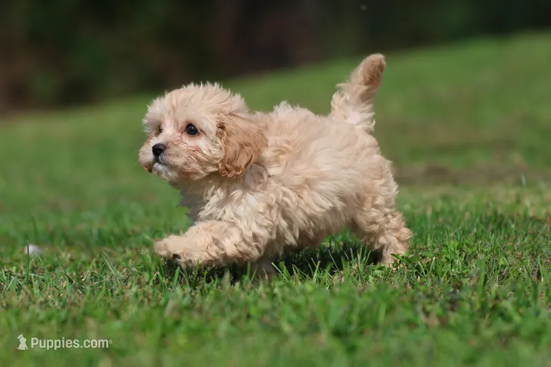Baxter – Cavapoo puppy for sale in Grand Rapids, MI