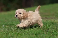 Baxter, a male Cavapoo for sale in Grand Rapids, MI – 1 of 8