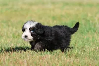 Betty Davis , a female Aussiedoodle and Bernedoodle for sale in Grand Rapids, MI – 2 of 6