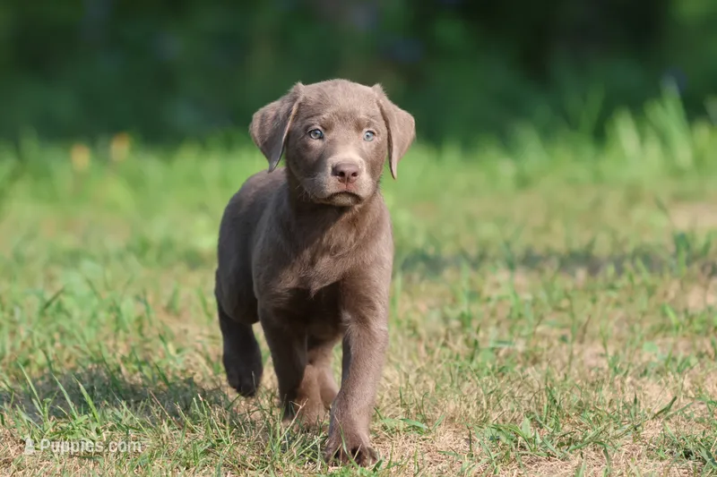 Bailey AKC  – Labrador Retriever puppy for sale in Grand Rapids, MI