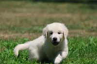 Monty, a male Golden Retriever and English Cream Golden Retriever for sale in Grand Rapids, MI – 5 of 6