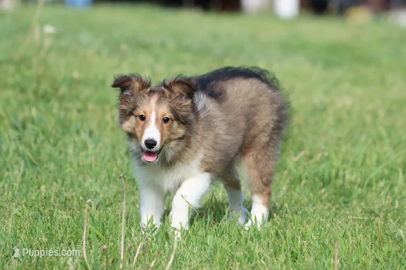 Rita – Shetland Sheepdog puppy for sale in Grand Rapids, MI