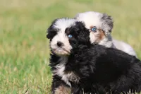 Betty Davis , a female Aussiedoodle and Bernedoodle for sale in Grand Rapids, MI – 4 of 6