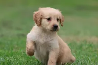 Buttermilk AKC , a female Golden Retriever for sale in Grand Rapids, MI – 5 of 7