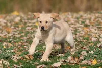 Dually AKC, a male Labrador Retriever for sale in Grand Rapids, MI – 4 of 6