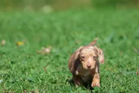 Sausage Rolls, a male Dachshund and Miniature Dachshund for sale in Grand Rapids, MI – 3 of 6