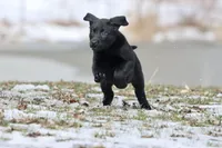 Coffee AKC , a female Labrador Retriever for sale in Grand Rapids, MI – Photo 2 of 6