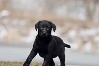 Coffee AKC , a female Labrador Retriever for sale in Grand Rapids, MI – Photo 5 of 6