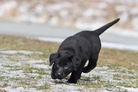 Coffee AKC , a female Labrador Retriever for sale in Grand Rapids, MI – Photo 3 of 6