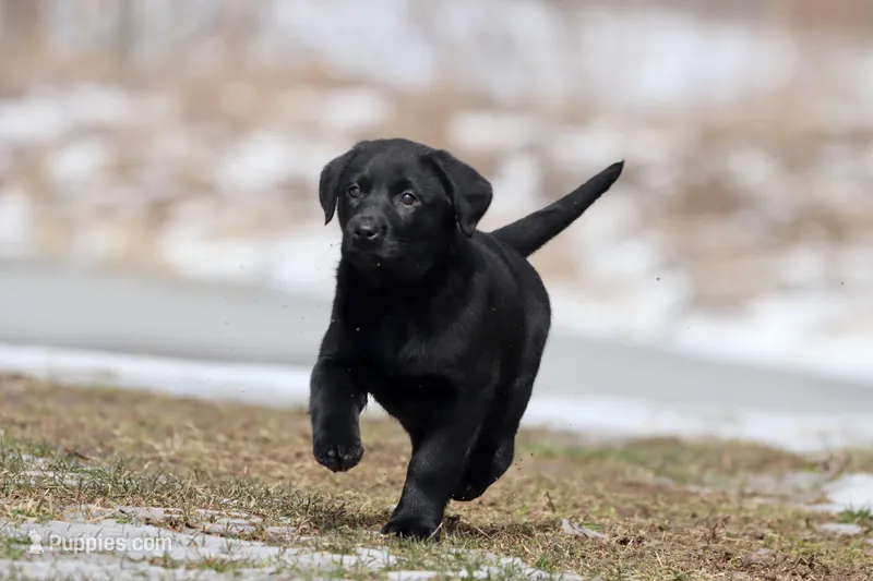 Coffee AKC  – Labrador Retriever puppy for sale in Grand Rapids, MI